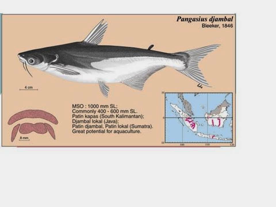 Basa Fish: Characteristics, reproduction, properties and more... Fish, Pakistani