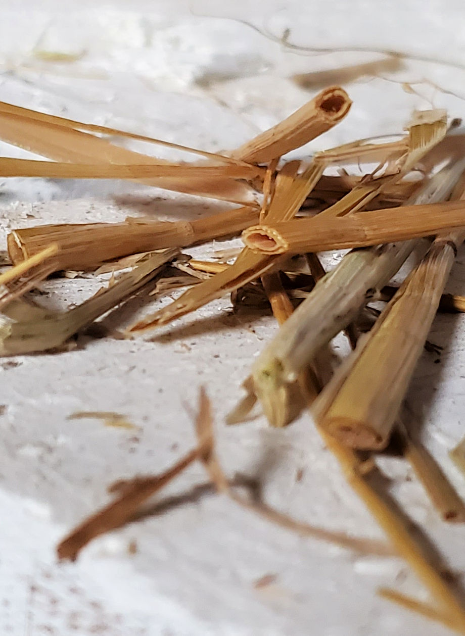 Straw vs. Shavings My Choice for Chicken Coop Litter Fresh Eggs Daily®