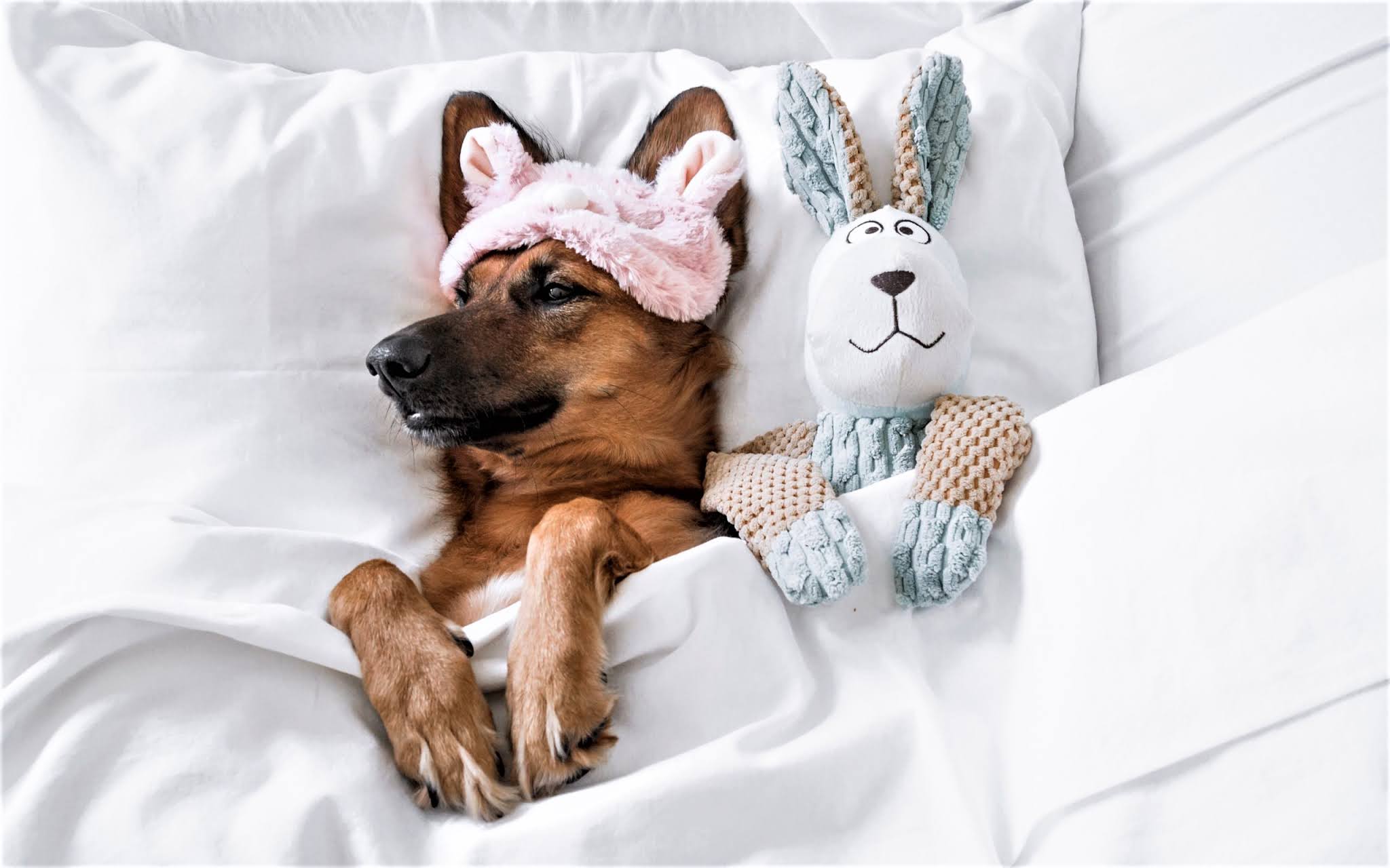 Fieggentrio: Zo ziek als een hond zijn