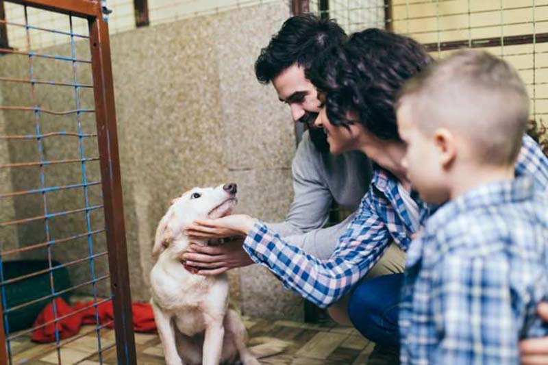 13 Things Shelter Dogs Wish You Knew