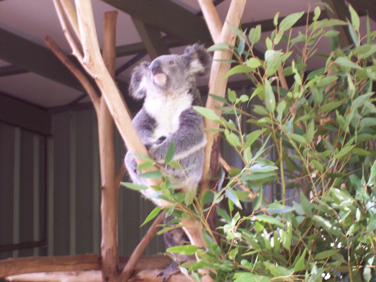 His and Her Hobbies: His and Her Travel Review: Lone Pine Koala Sanctuary