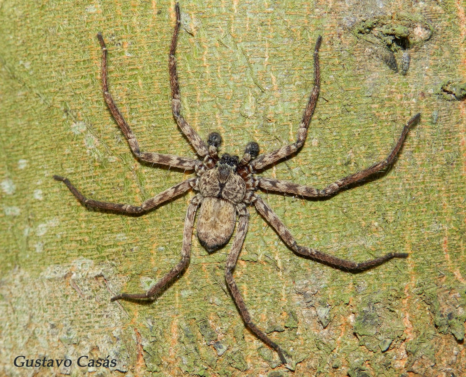 ARACNIDOS Selenops spixi.