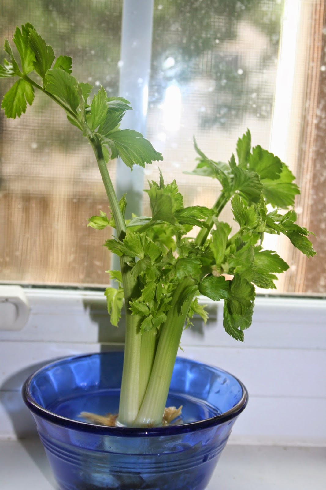 NOVA Frugal Family Thrifty Thursday Growing Celery Update and Growing