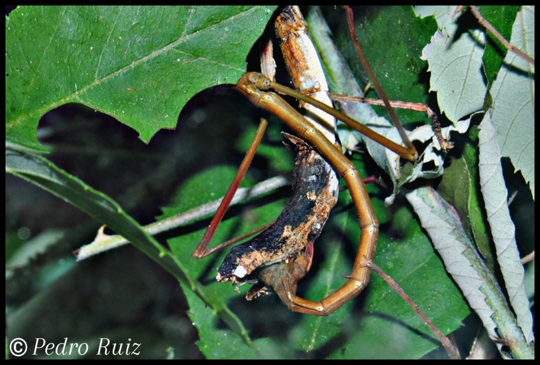 Cópula de Phenacephorus Latifemur Cópula de Phenacephorus Latifemur