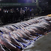  Doze toneladas de pescado ilegal são apreendidas no município de Coari 