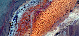 Delusion giant cuttlefish in the African desert carrying their orange roe looking for an oasis to spawn,abstract landscapes of deserts of Africa from the air,Munimara Collection of Abstract Naturalism Delusion giant cuttlefish in the African desert carrying their orange roe looking for an oasis to spawn,abstract landscapes of deserts of Africa from the air,