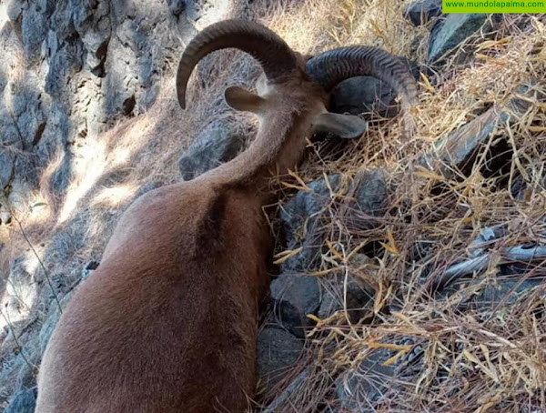 CC en Garafía reclama a la Consejería de Medio Ambiente que actúe para evitar el abandono de arruís muertos en los montes del municipio