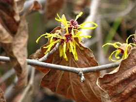 Hamamelis x intermedia Arnold Promise witch hazel flower in bloom detail by garden muses: a Toronto gardening blog