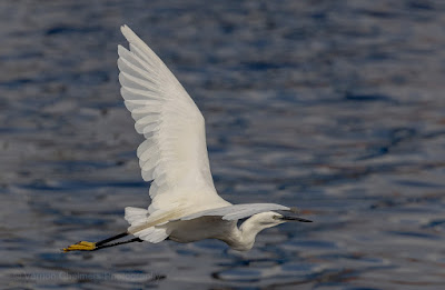 Birds in Flight Photography Woodbridge Island: Canon EOS R at 400mm (100 - 400mm lens without 1.4 Extender) Birds in Flight Photography Woodbridge Island: Canon EOS R at 400mm (100 - 400mm lens without 1.4 Extender)