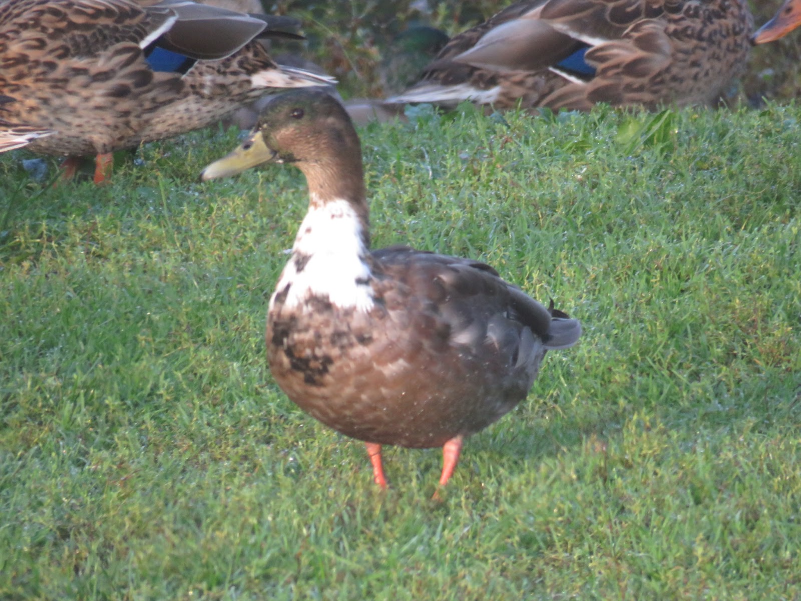 Bird & Travel Photos, Birding Sites, Bird Information: HYBRID AMERICAN