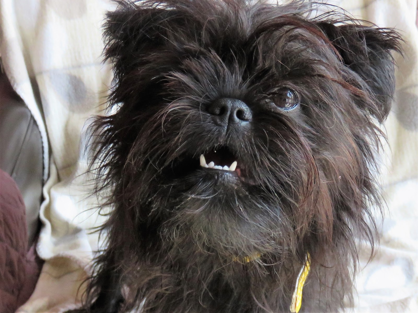 An Affenpinscher Diary: The Affenpinscher Garden Party