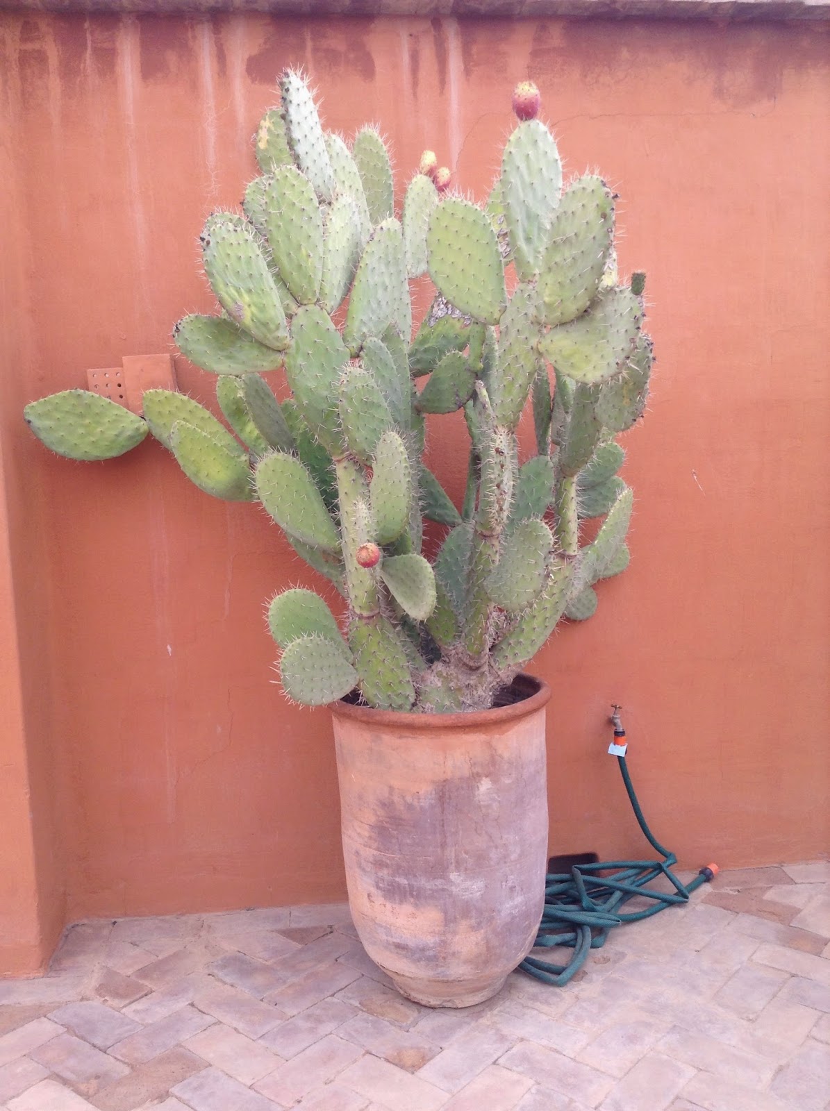 A Passage to Tangier Plants of MoroccoPlantes du Maroc