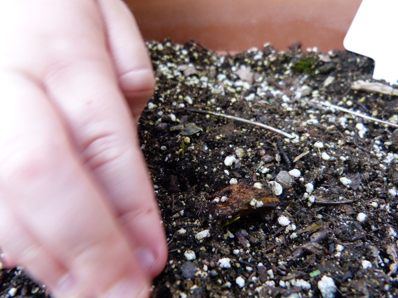 Paula's Primary Classroom: Pine cone science