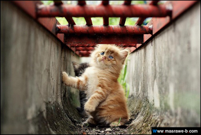 cats38