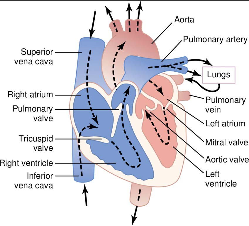 The Blood Circulation in Heart - Ishwaranand