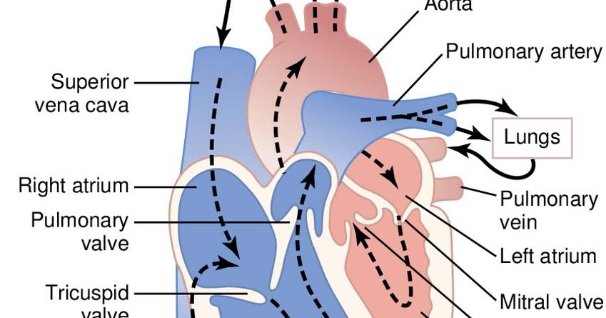 The Blood Circulation in Heart - Ishwaranand