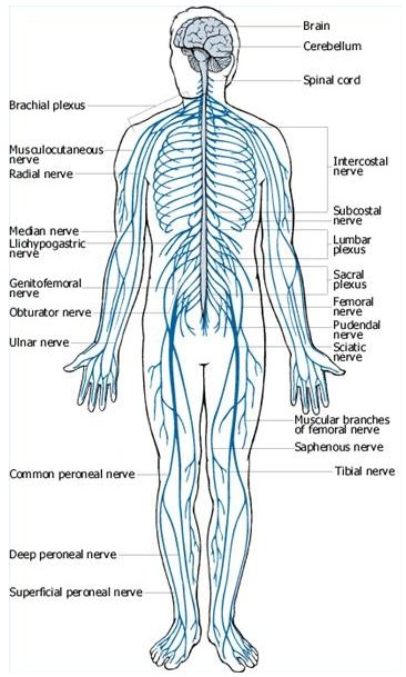 The Anatomy And Structure Of The Individual Human Body Safe Health Tips