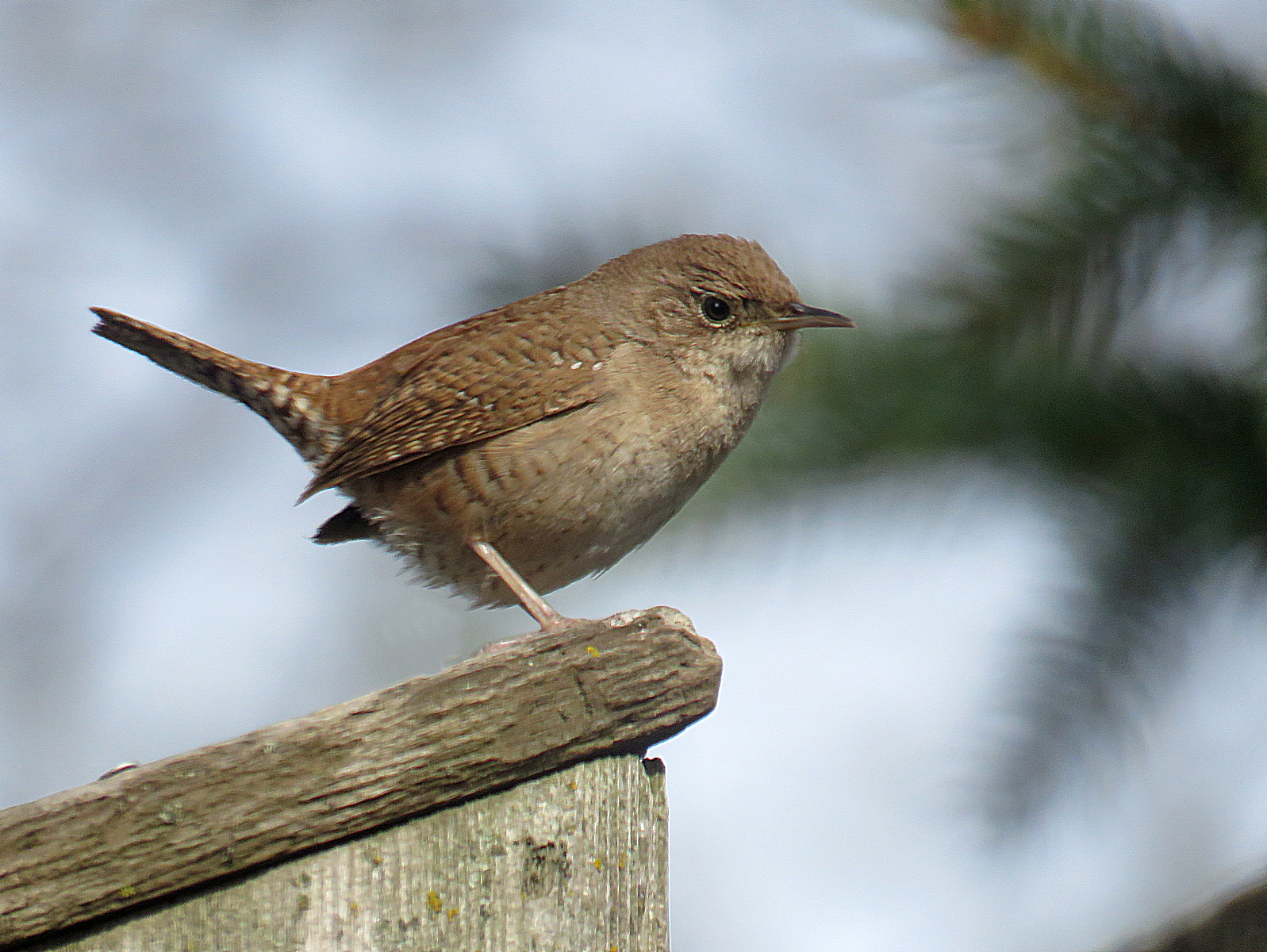 LGB's Nature Photos: Backyard Birds Finches and Wrens