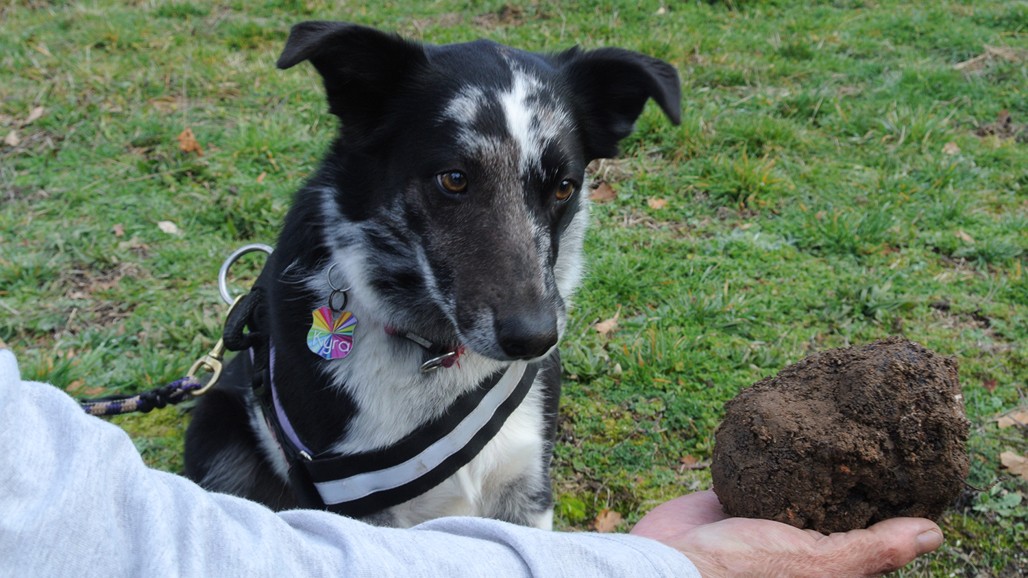 Trufflehunting dogs sniff out prized fungus Australian Dog Lover
