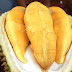 HARGA MURAH BIBIT BUAH EXCLUSIVE