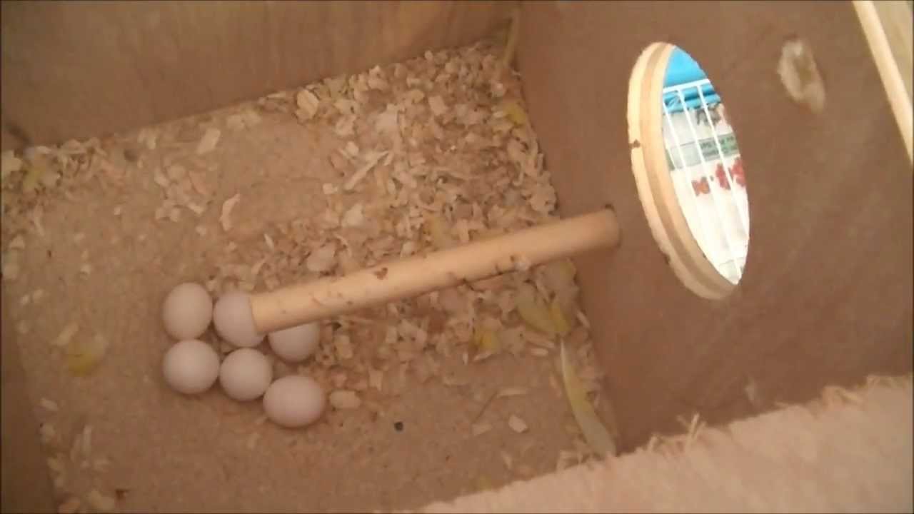 Bird In Everything Lovebird Nest Box