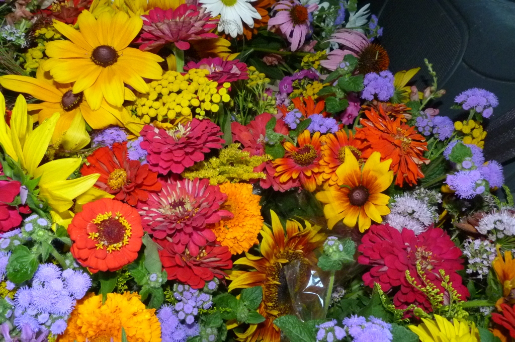 Minnesota Grown Cut Flowers from the Garden What's Blooming August 31