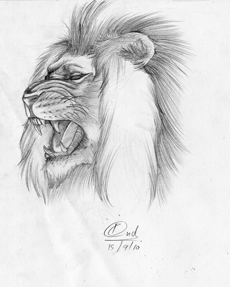 lion vector draw, sketch, design, pencil, picture, lay أسد تصميم وجه رسم, lion, blog lion, blogslion,  lion photos , صور, صور اسود, خلفيات اسد, hd اجمل اسد,