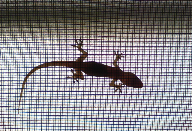 Lizard (Gecko)