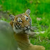 Tigers (and other cats) can catch the coronavirus