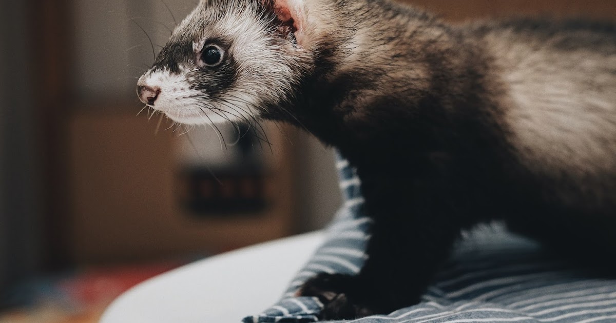Are Ferrets dangerous? Mustela furo, European polecat