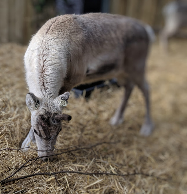 Reindeer Feeding at Azure Garden Centre