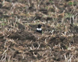 Ring Ouzel, 25th March 2010
