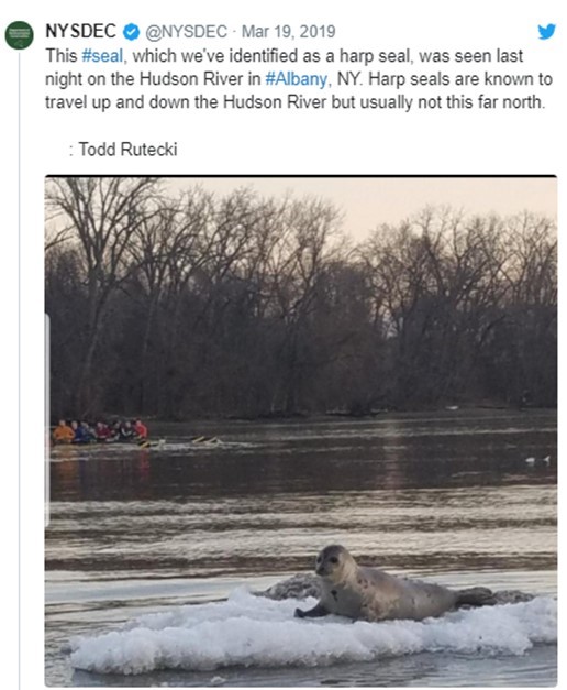 Can Seals Live In Freshwater?