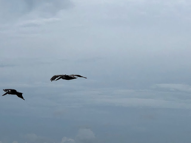 pelican