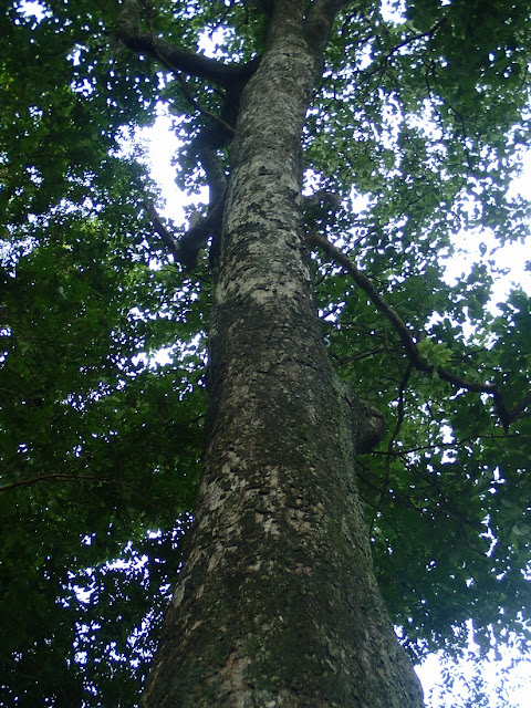 Terminalia bellirica Terminalia bellirica