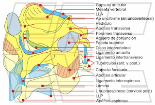 Anatomía de la columna cervical.