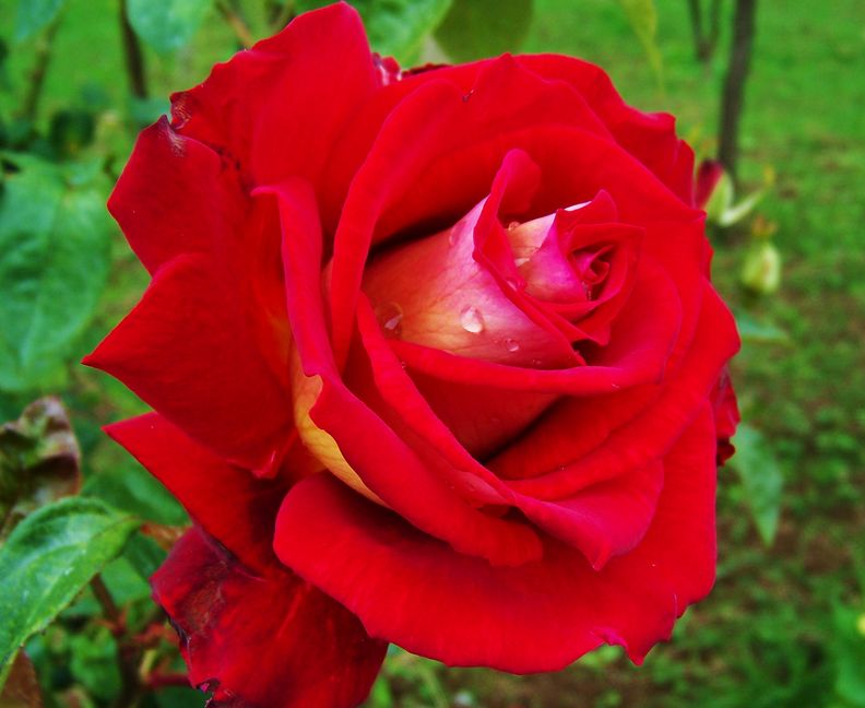 Banco de Imágenes Gratis: 20 fotos de flores para ver, disfrutar y