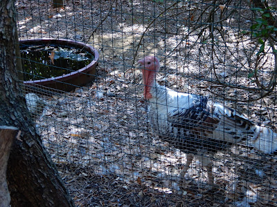 Parco Gallorose（ガッロロゼ公園）家禽