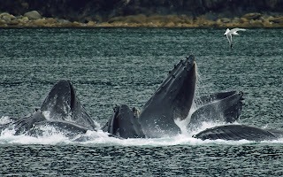 Sudaki bir kambur balina grubu