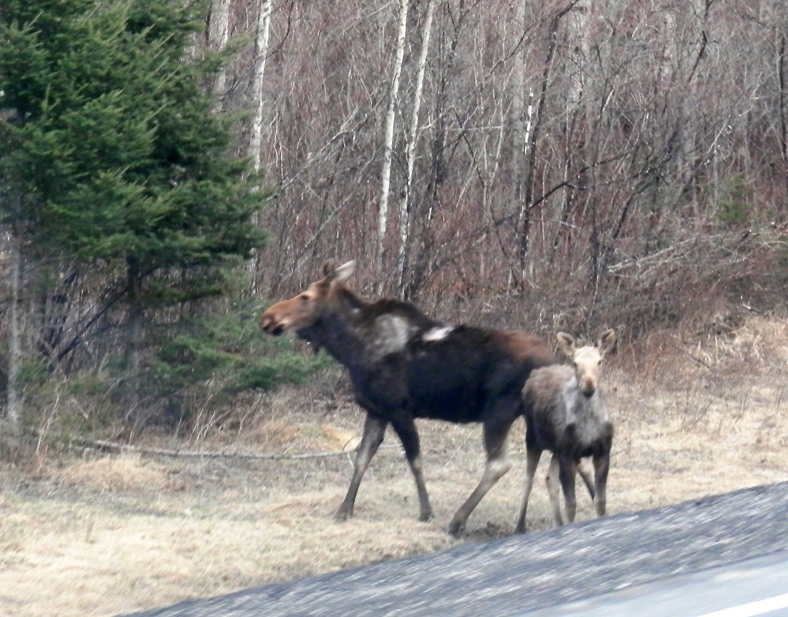 Bow Narrows Camp Blog on Red Lake Ontario Iceout near for most