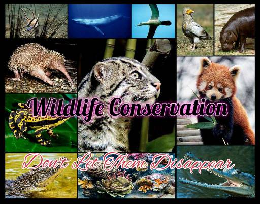 essay on wildlife conservation pdf