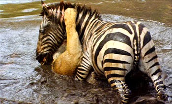 The Dao of Strategy: Persistence Prevails: The Zebra 1 The Lion 0