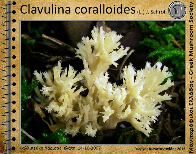 Clavulina coralloides (L.) J. Schröt