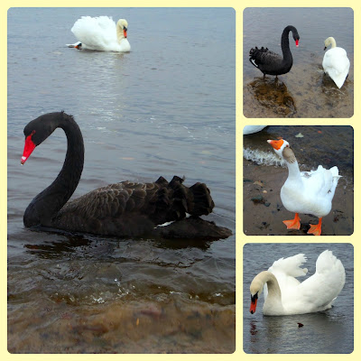 black swan millennium bridge Doonfoot Ayr