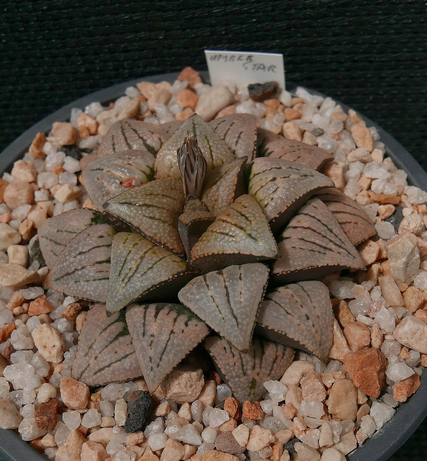 Haworthia 