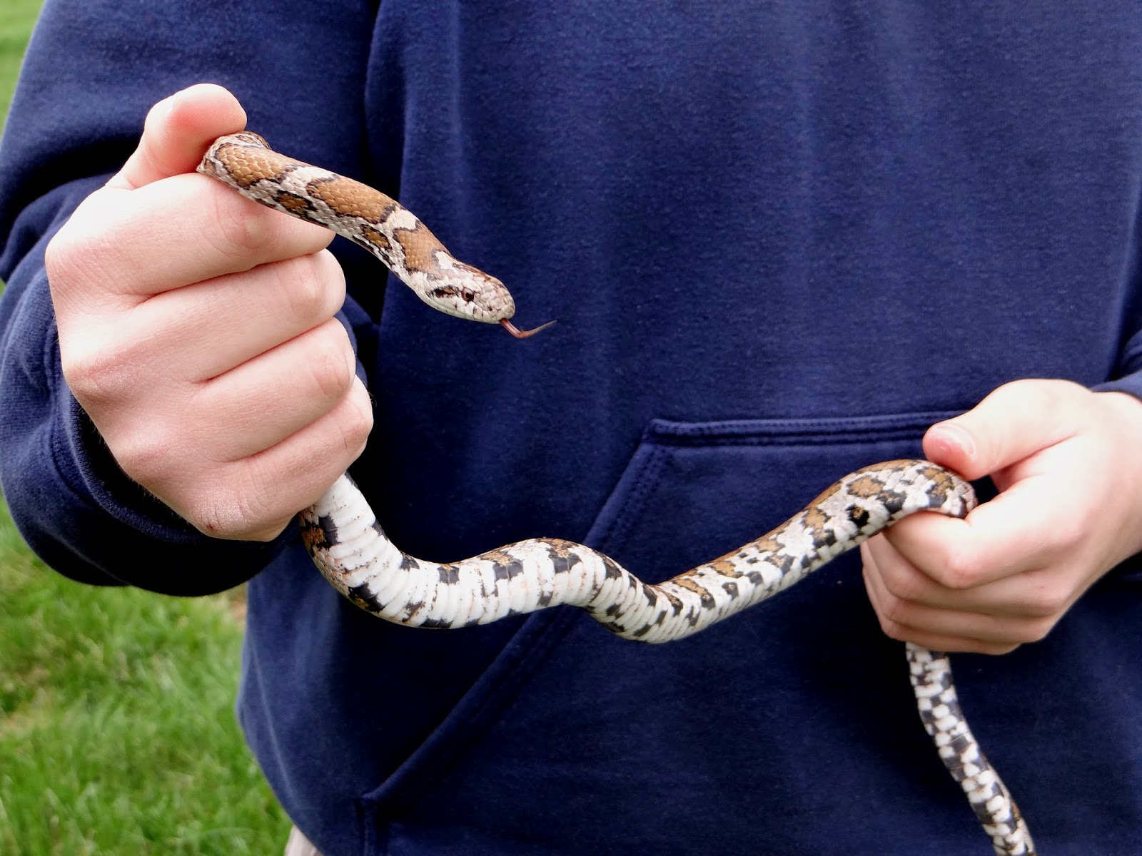 Notes from Halibut Point: A Black Racer in the Wild