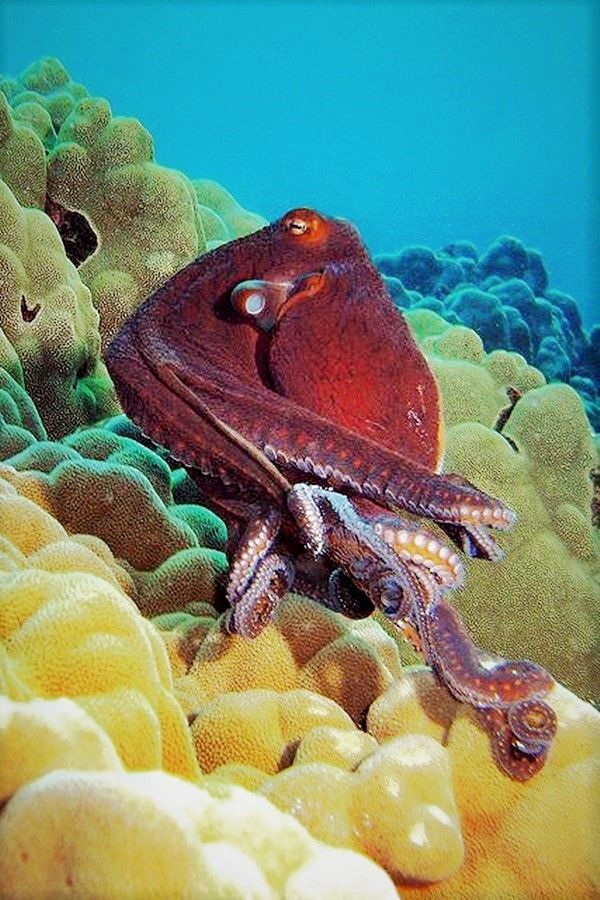 морской голожаберный моллюск. маленькая зеленая существо в воде. обитатель 10. обитатель 10. рыба крылатка в красном море.