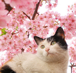 cherry blossom sakura japanese cat blossoms tree pink flowers