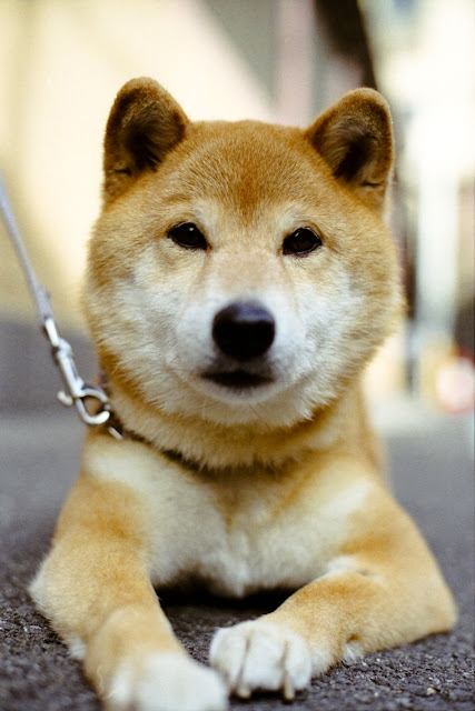 Shiba Inu