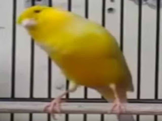 Download Kicau Burung Kenari Gacor Secara Gratis Purwomp Com